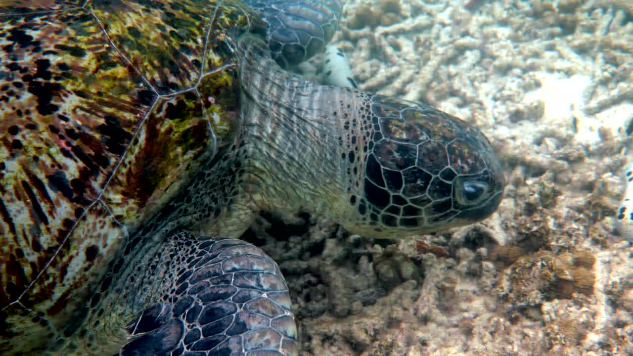 Close up of sea green turtle head. Underwater video of huge big sea turtle in deep ocean wildlife. Scuba diving or snorkeling.