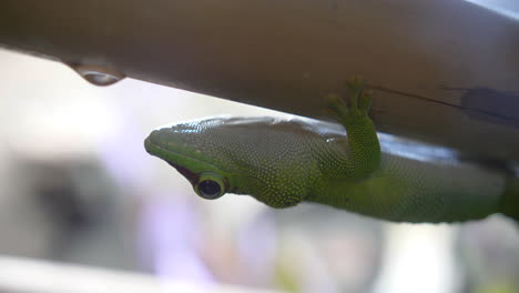 green gecko gekkota upside down on a bamboo. close macro