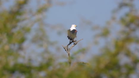 an eagle perches on a dry branch before taking flight, captured in a stunning bokeh shot with a bright blue sky as the backdrop. the bird’s majestic movement creates a breathtaking moment in nature.