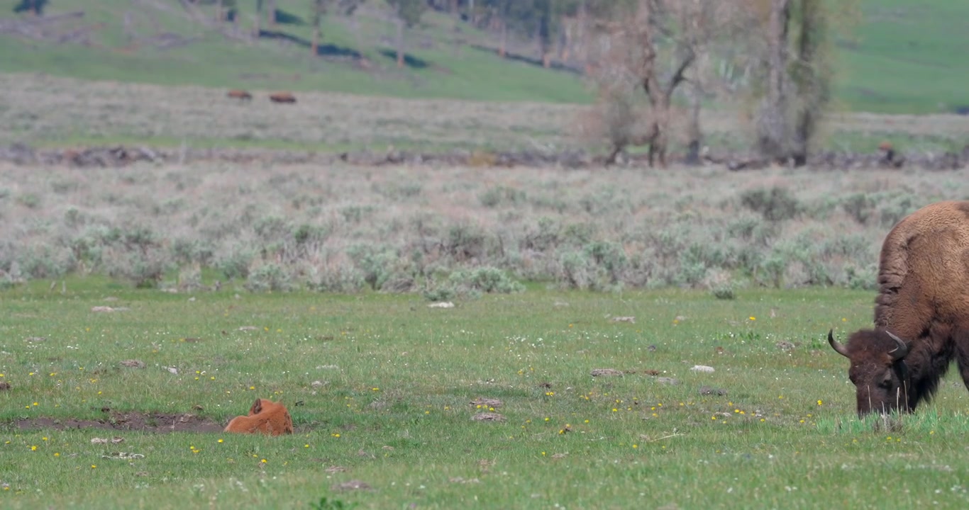 Young bison calf resting on the ground while its mother grazes nearby. Wildlife footage capturing grazing and family behaviour in a natural grassland setting.