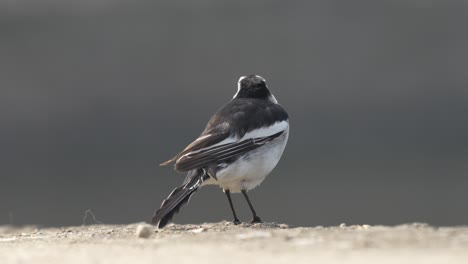 a white wagtail perched on a stone in the morning sunshine