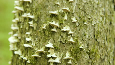 wild fungus growing on a tree trunk in woodlands