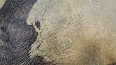 rubbing wet mud on a young elephant laying in a mud pool in khao sok national park, thailand - slowmo