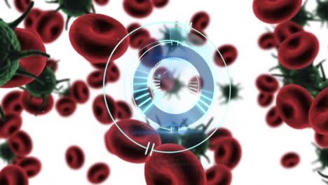 Animation-of-circular-scanner-rotating-over-red-blood-cells-and-covid-19-cells,-on-white