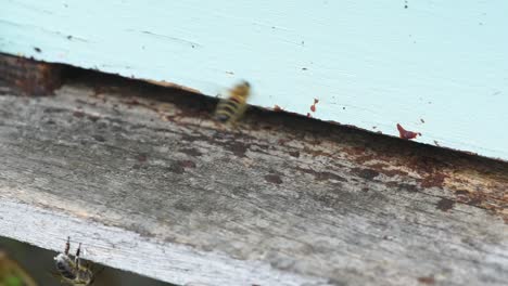 bees entering and exiting light blue bee house lateral camera movement