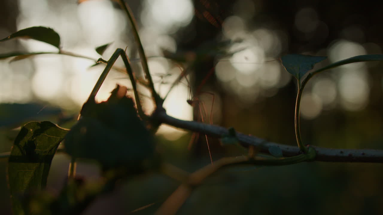Premium stock video - Evening sun shining light on a small insect on a ...