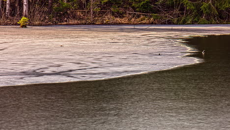 Seagulls-search-for-food-as-the-tide-rises---long-duration-time-lapse