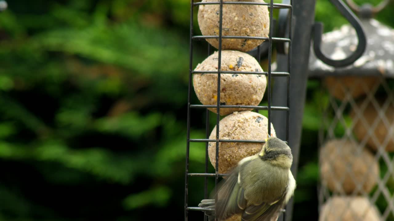 푸른박새가 새 모이통에서 먹이를 움켜쥐는 동안 어린 새끼에게 먹이를 주는 모습