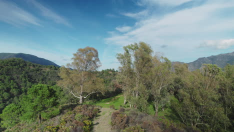 Vuelo-Aéreo-Entre-Los-árboles-En-El-Bosque