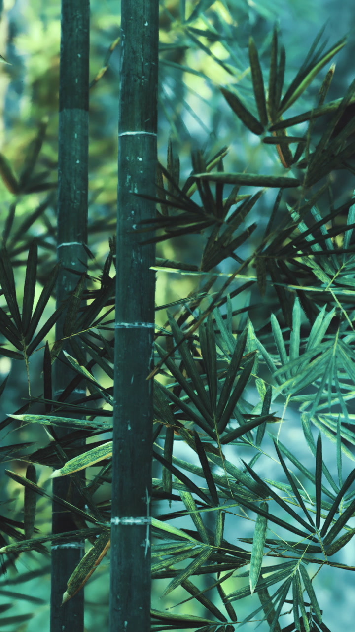 Bamboo plants growing in a garden during daytime under natural light
