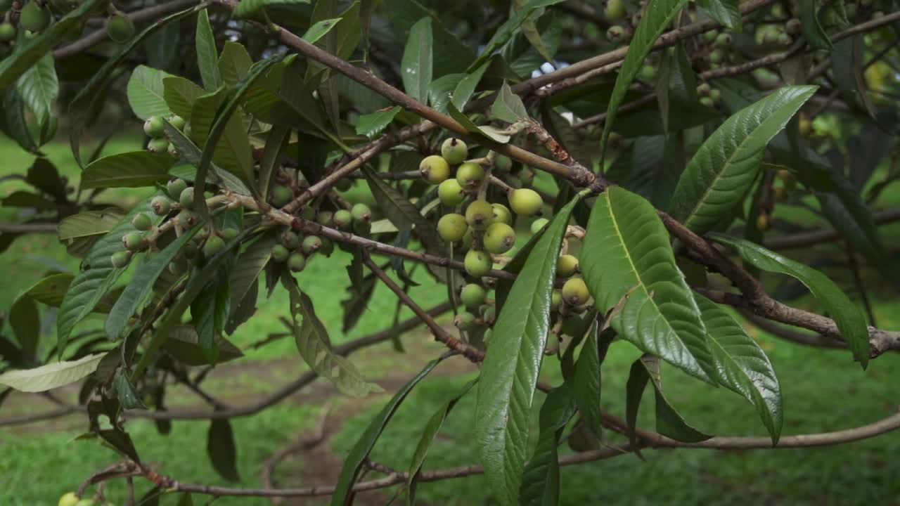 nísperos verdes colgando de una rama en el viento