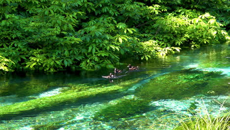 Wild-Ducks-swimming-on-crystal-clear-Hamurana-Springs-with-wooden-trunks-and-water-plants-underwater