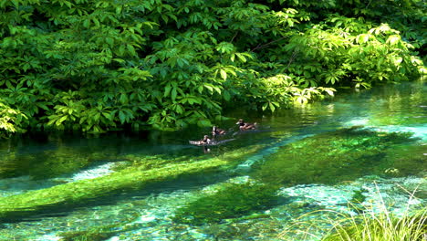 Patos-Salvajes-Nadando-En-Aguas-Cristalinas-De-Hamurana-Con-Troncos-De-Madera-Y-Plantas-Acuáticas-Bajo-El-Agua