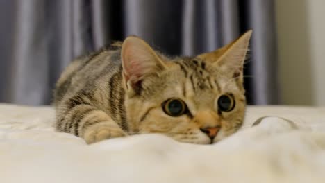 adorable pet cat curiously locked on target - close up