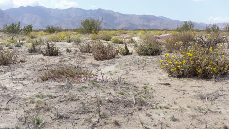 Flug-über-Wildblumen-Im-Badland,-Drohnenaufnahmen