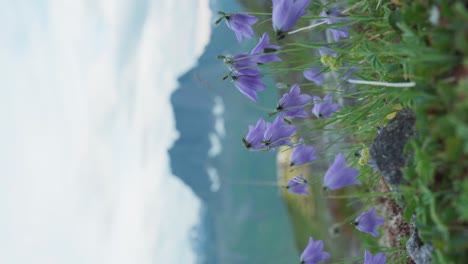 vertikale ansicht campanula rotundifolia, die harebell blüht in der norwegischen natur