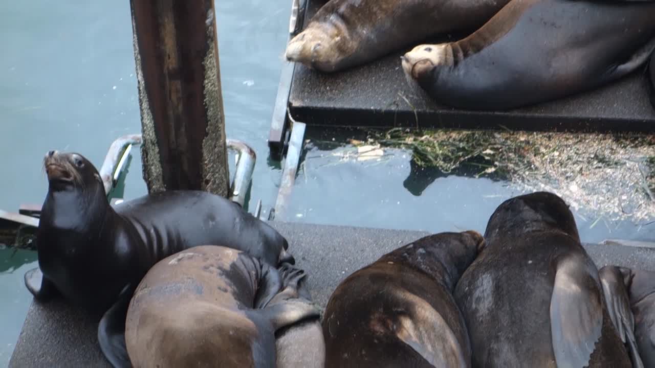 독 2에서 바다 사자 라운지 및 싸움