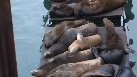 los leones marinos descansan y pelean en un muelle 2
