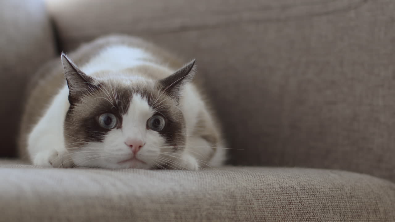 Gatto Ragdoll su un divano