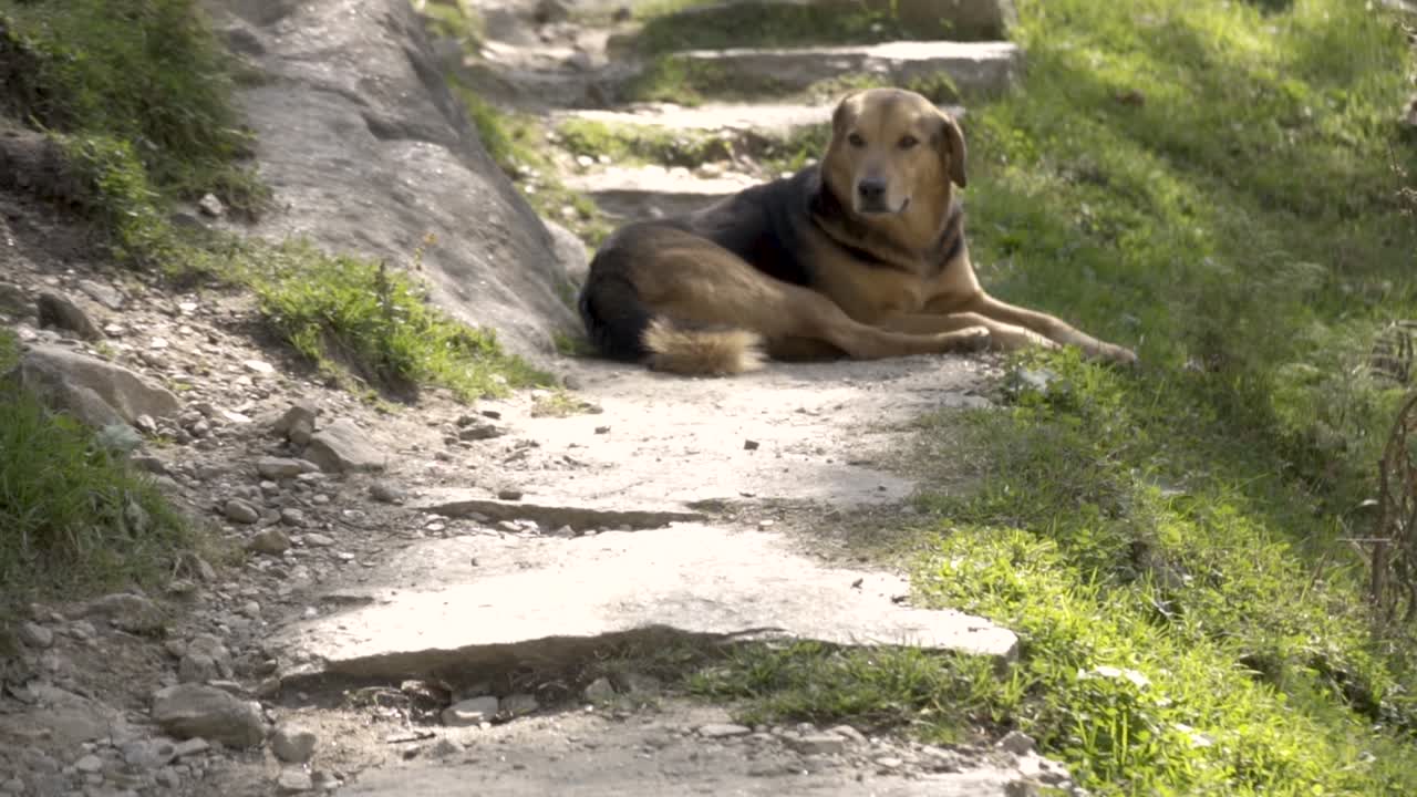raza de perro himalaya en manali, himachal pradesh