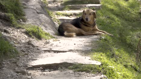 Himalayan-Dog-Breed-in-Manali,-Himachal-Pradesh