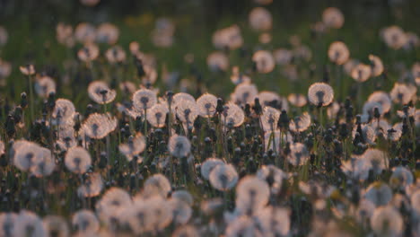 primer plano del campo de diente de león sobre el fondo iluminado del atardecer