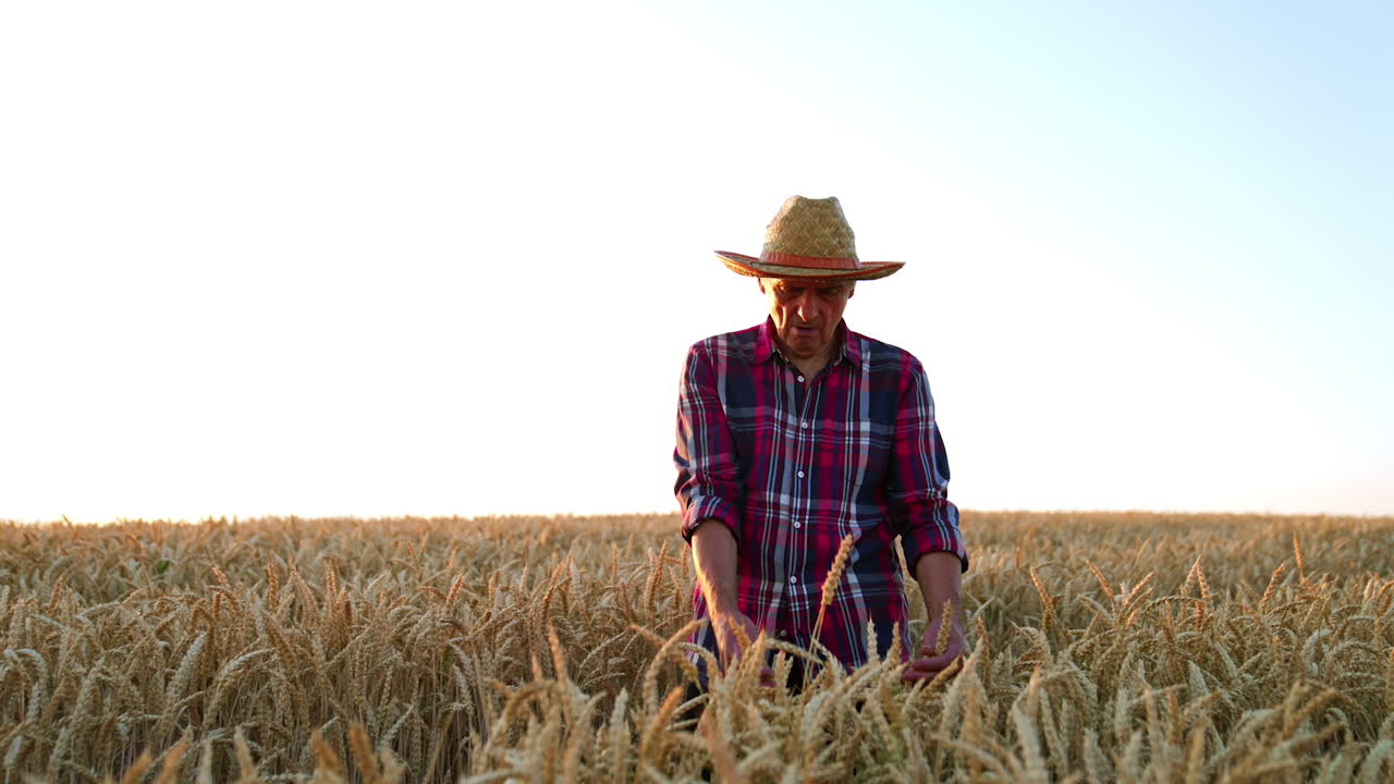 Old-aged farmer in straw hat and checkered shirt walking slowly by the wheat field. Man checking the ripeness of corn.