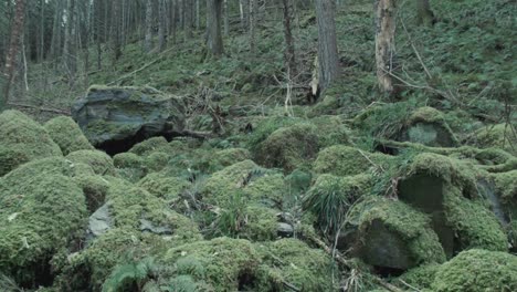 moos auf felsen unter pinien im wald schwenken nach oben