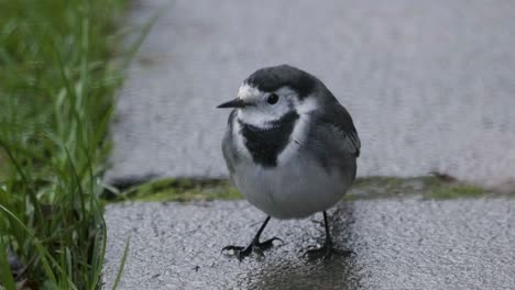 Pied-Bachstelze-Vogel-Thront-Auf-Boden-Tierwelt