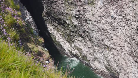 seabird colony flying in sea cliff crevice in fowlsheugh, scotland