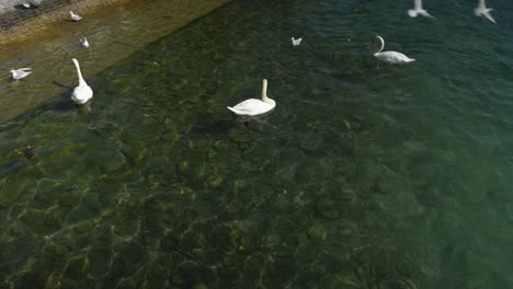 Swans-and-ducks-close-to-the-lake-shore-in-water,-seagulls-fly