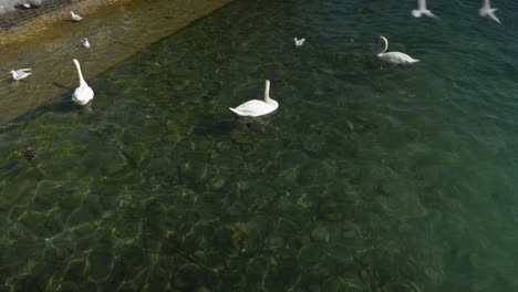 swans and ducks close to the lake shore in water, seagulls fly