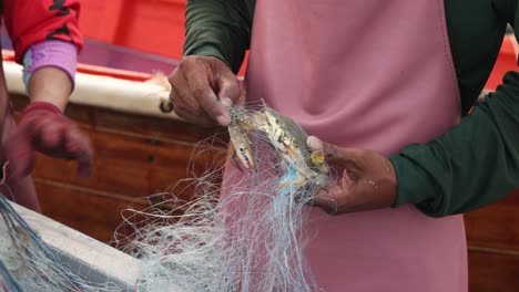 los pescadores trabajan para quitar los cangrejos de las redes utilizadas para atraparlos