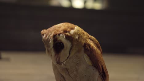 Shallow-depth-of-field-focus-on-Indonesian-Oriental-bay-owl-or-Phodilus-badius-in-captivity