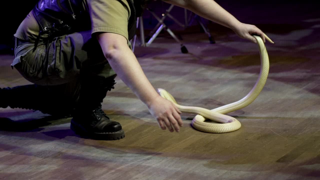 intérprete de serpiente en el escenario