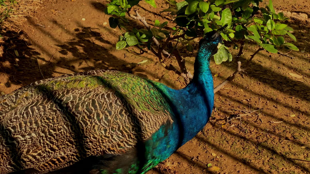 Peacock with vibrant blue and green feathers walking under morning sunlight in Sevilla
