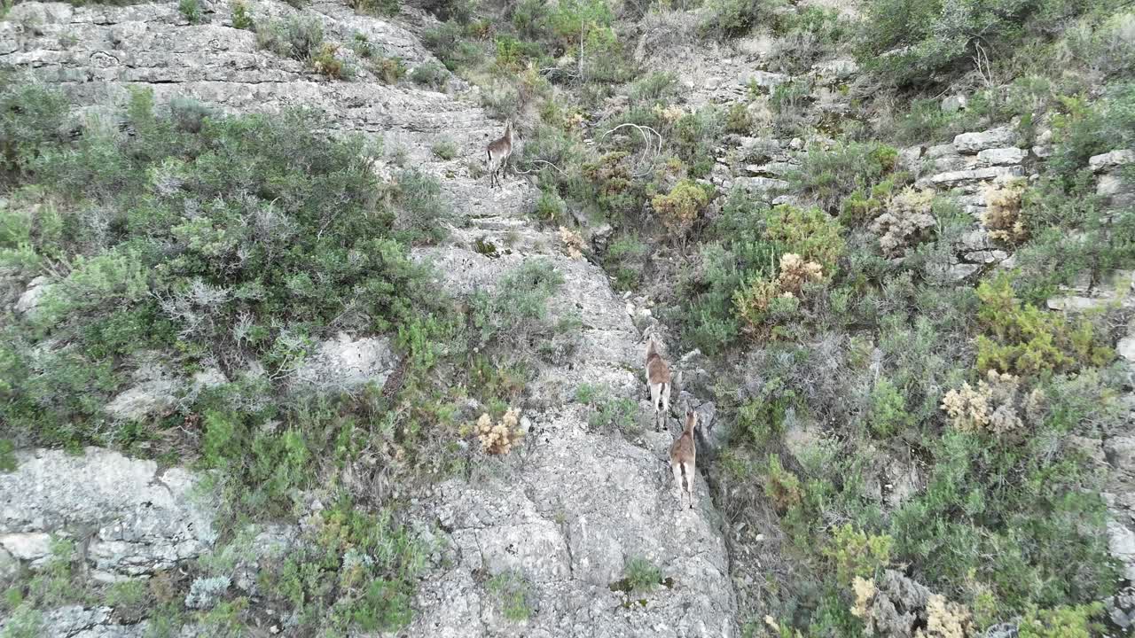 tres jóvenes íbex ibéricos escalando a través de un paisaje montañoso en castellón, españa