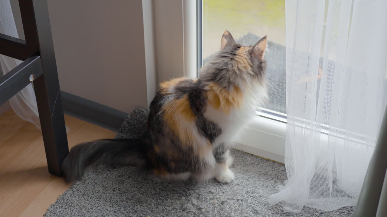 유리문을 통해 보고 앉아 고양이