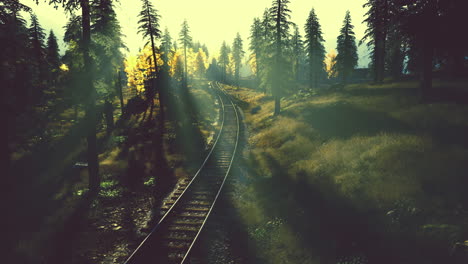 train tracks through a forest at sunset