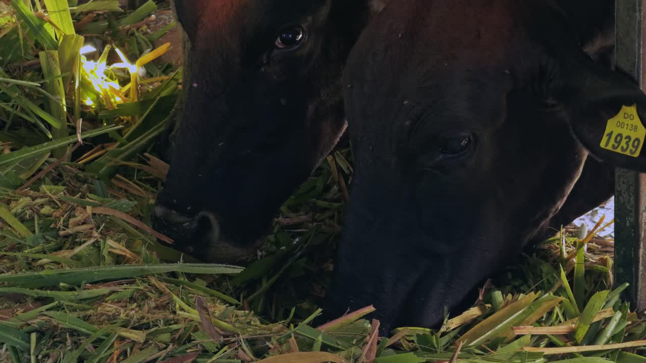 Primo piano di due mucche nere con marchi auricolari che mangiano erba fresca in una stalla, allevamento di bestiame e produzione di carne