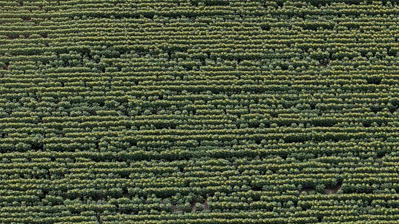 An aerial perspective captures rows of green sunflower crops stretching across an expansive rural landscape in a symmetrical natural pattern.
