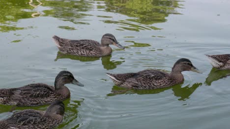 females of mallard or wild duck paddling on a pond