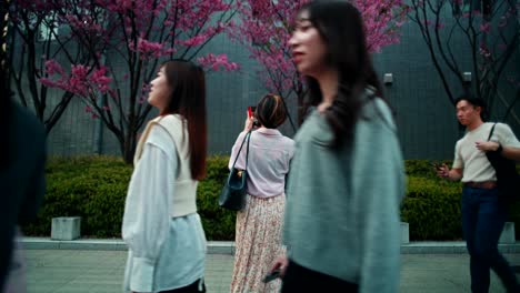 people walking in a city park with cherry blossoms