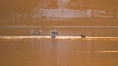 waterfowl animals resting on dreamy northern lakeside at dusk