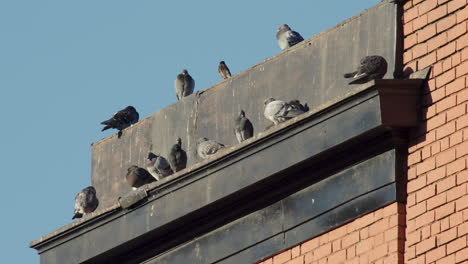 Grupo-De-Palomas-En-La-Azotea-De-Harlem,-Nueva-York.