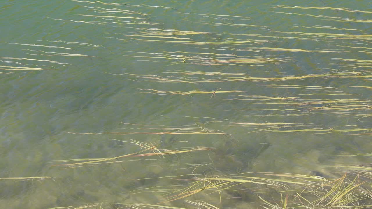 Grass moving under the water surface on windy lake with ripples
