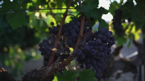 sunset peaking through purple grapes