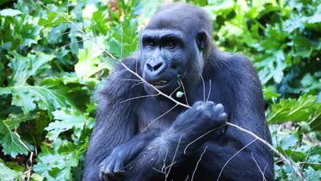 gorila comiendo hojas en un entorno exuberante