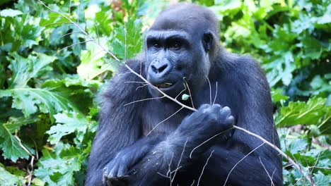 gorilla eating leaves in a lush environment