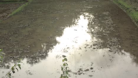 scene with paddy field cultivation in rainy day